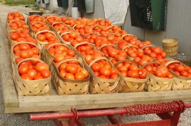 Wagon load of Greenhouse Tomatoes